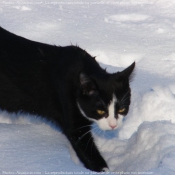 Photo de Chat domestique