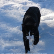 Photo de Chat domestique