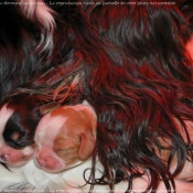 Photo de Cavalier king charles spaniel