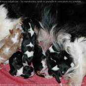 Photo de Cavalier king charles spaniel