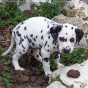 Photo de Dalmatien