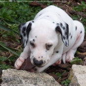 Photo de Dalmatien