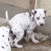 Photo de Dalmatien