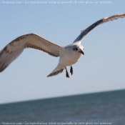 Photo de Mouette