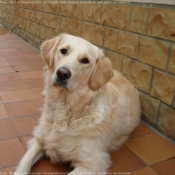 Photo de Golden retriever