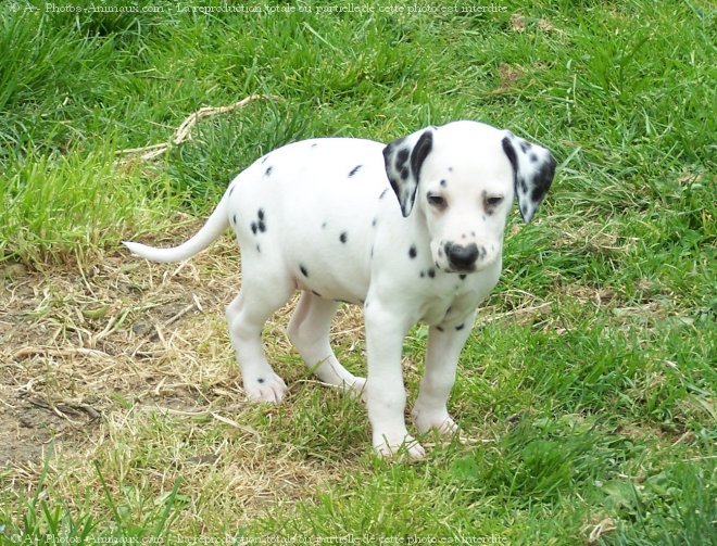 Photo de Dalmatien