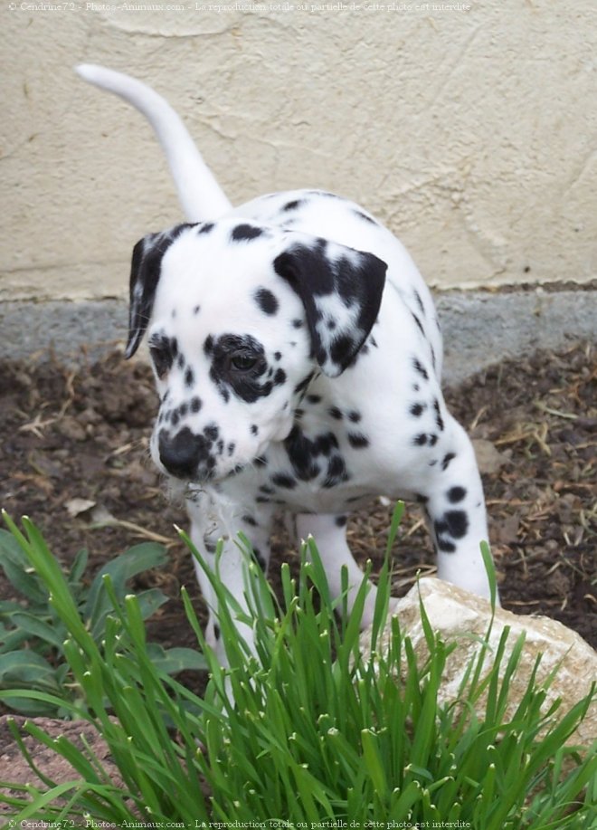 Photo de Dalmatien