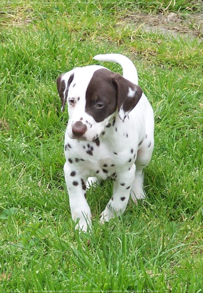 Photo de Dalmatien