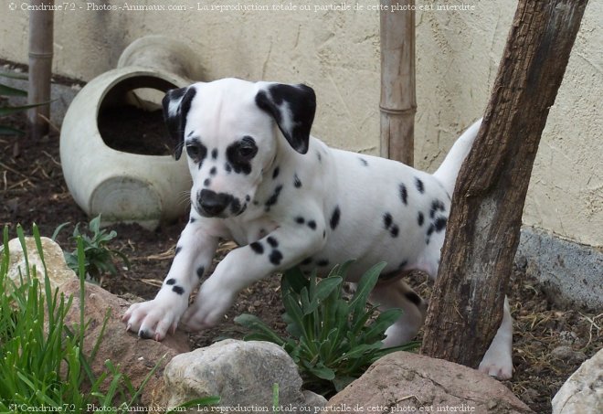 Photo de Dalmatien