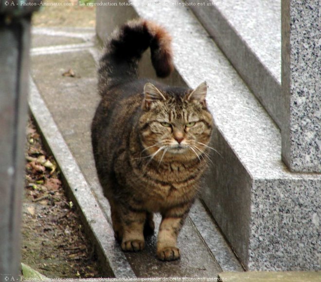 Photo de Chat domestique