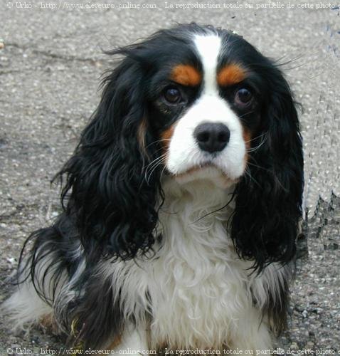 Photo de Cavalier king charles spaniel