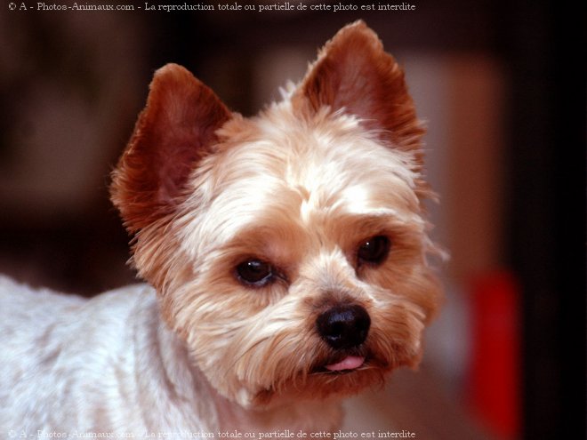 Photo de Yorkshire terrier