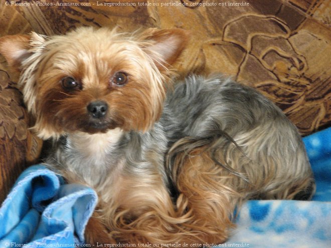 Photo de Yorkshire terrier