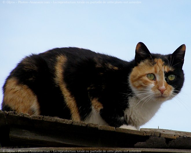 Photo de Chat domestique