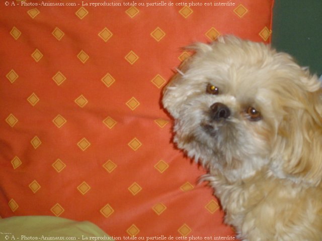 Photo de Lhassa apso