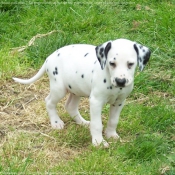 Photo de Dalmatien