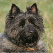 Photo de Cairn terrier