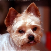 Photo de Yorkshire terrier