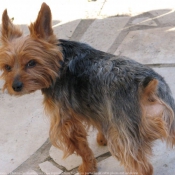 Photo de Yorkshire terrier