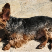 Photo de Yorkshire terrier