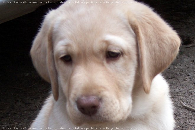 Photo de Labrador retriever