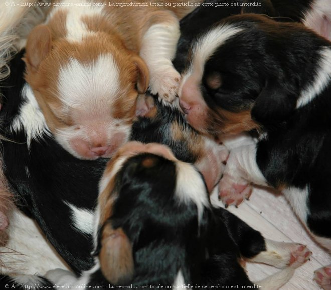 Photo de Cavalier king charles spaniel