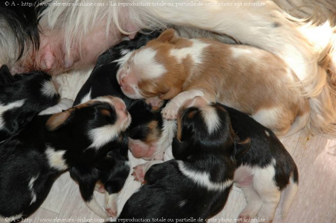 Photo de Cavalier king charles spaniel