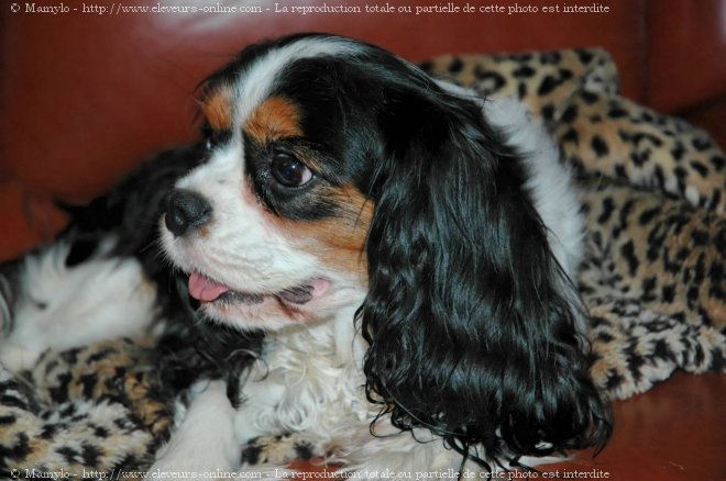 Photo de Cavalier king charles spaniel