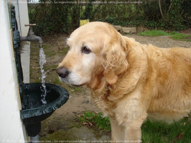 Photo de Golden retriever