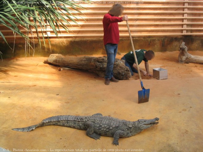 Photo de Crocodile