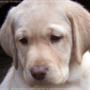 Photo de Labrador retriever