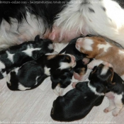 Photo de Cavalier king charles spaniel