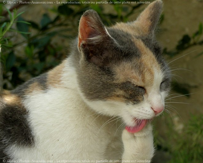 Photo de Chat domestique