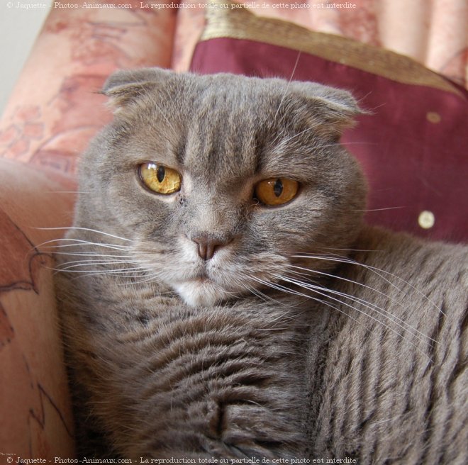 Photo de Scottish fold