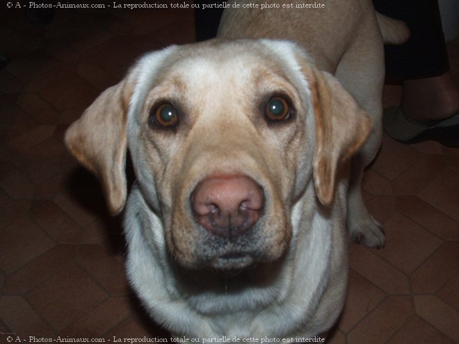 Photo de Labrador retriever