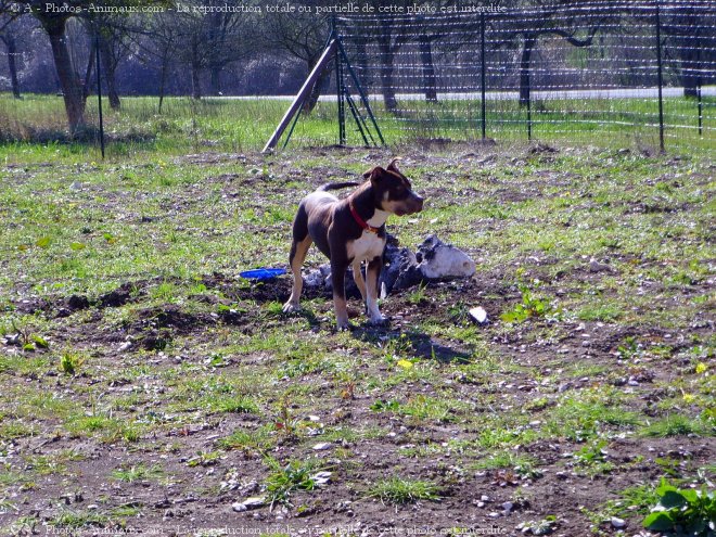 Photo d'American staffordshire terrier