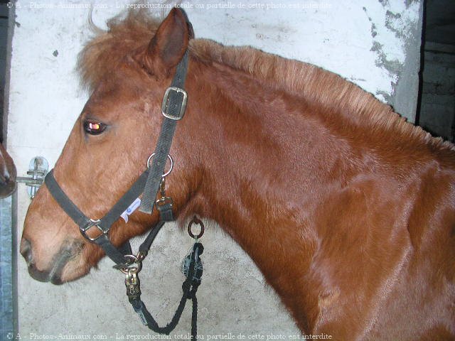 Photo de Poney franais de selle