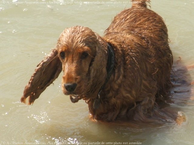 Photo de Cocker anglais