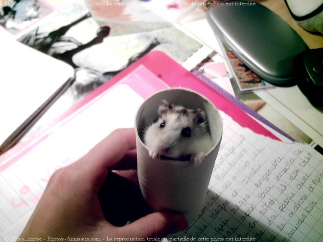 Photo de Hamster