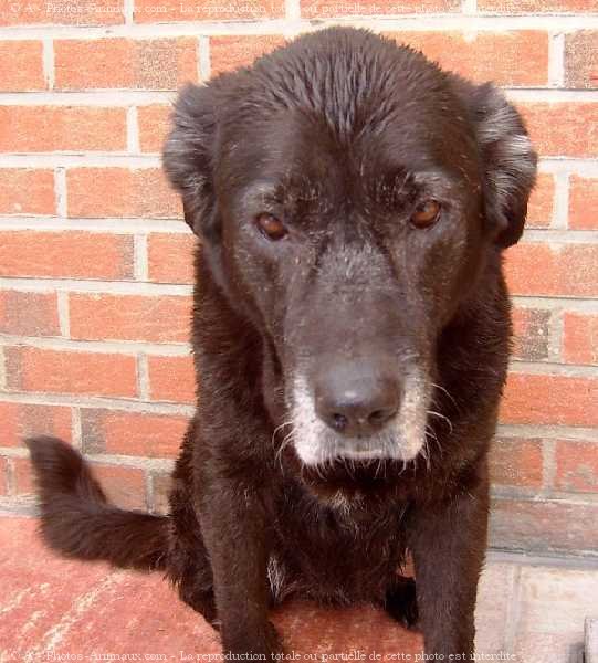 Photo de Labrador retriever