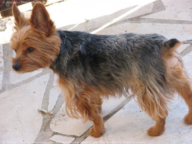 Photo de Yorkshire terrier