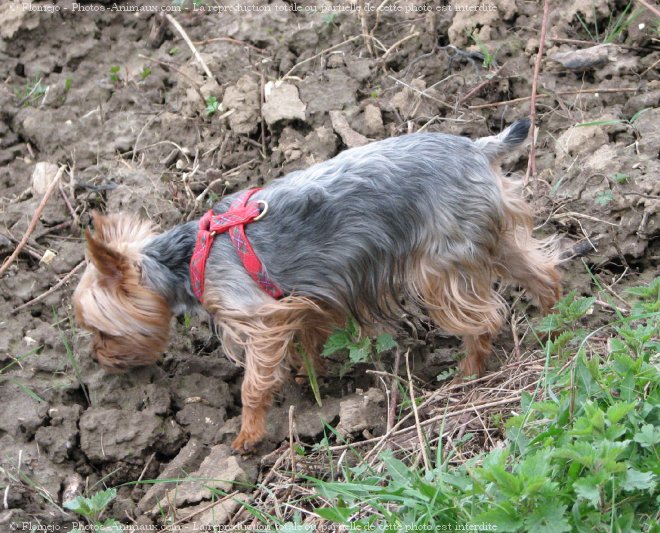 Photo de Yorkshire terrier