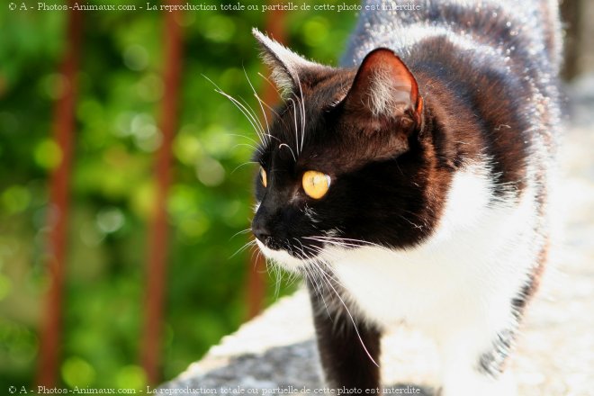 Photo de Chat domestique