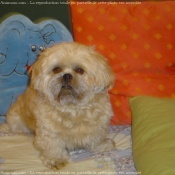 Photo de Lhassa apso