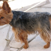 Photo de Yorkshire terrier