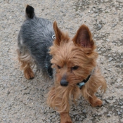 Photo de Yorkshire terrier