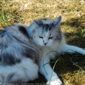 Photo de Chat domestique