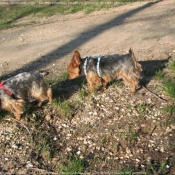 Photo de Yorkshire terrier