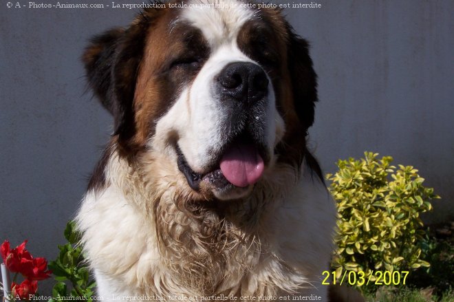 Photo de Saint-bernard poil long