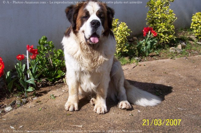 Photo de Saint-bernard poil long